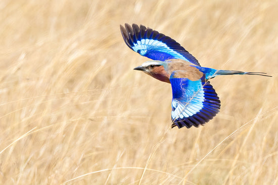 The Colours Of A Lilac-Breasted Roller
