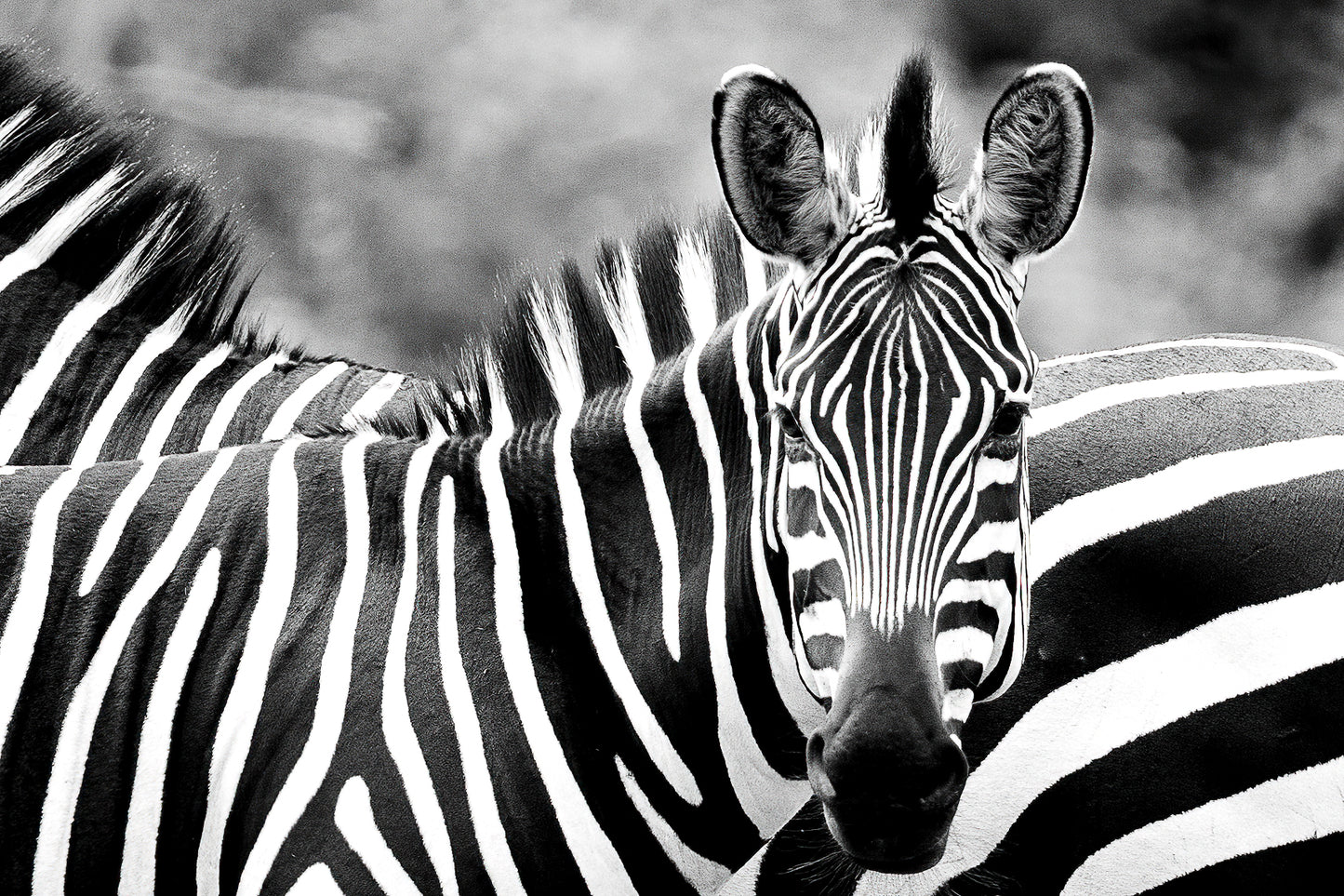 Stripes of Black & White