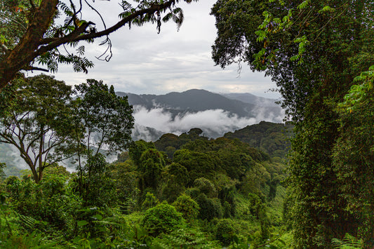 Mystical Nyungwe
