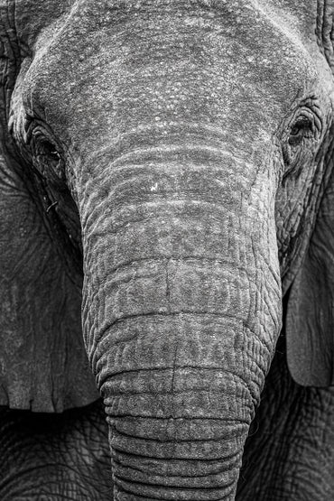 "Africa's Big Five" Photography Collection - Exclusive Offer!