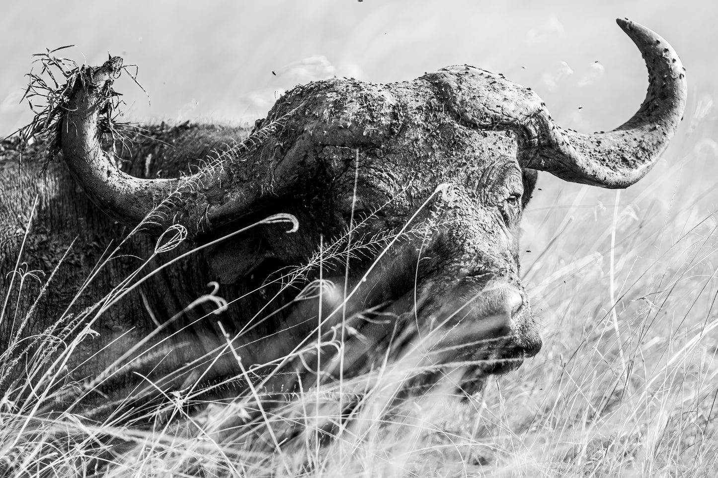 African Buffalo