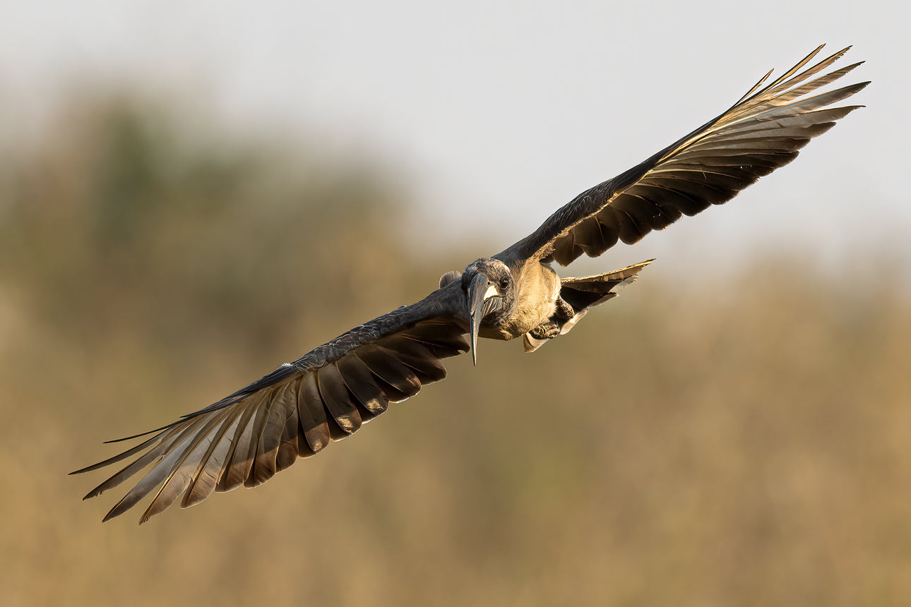 The Wings Of An African Grey Hornbill