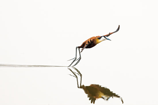 African Jacana Dragging Its Toes.