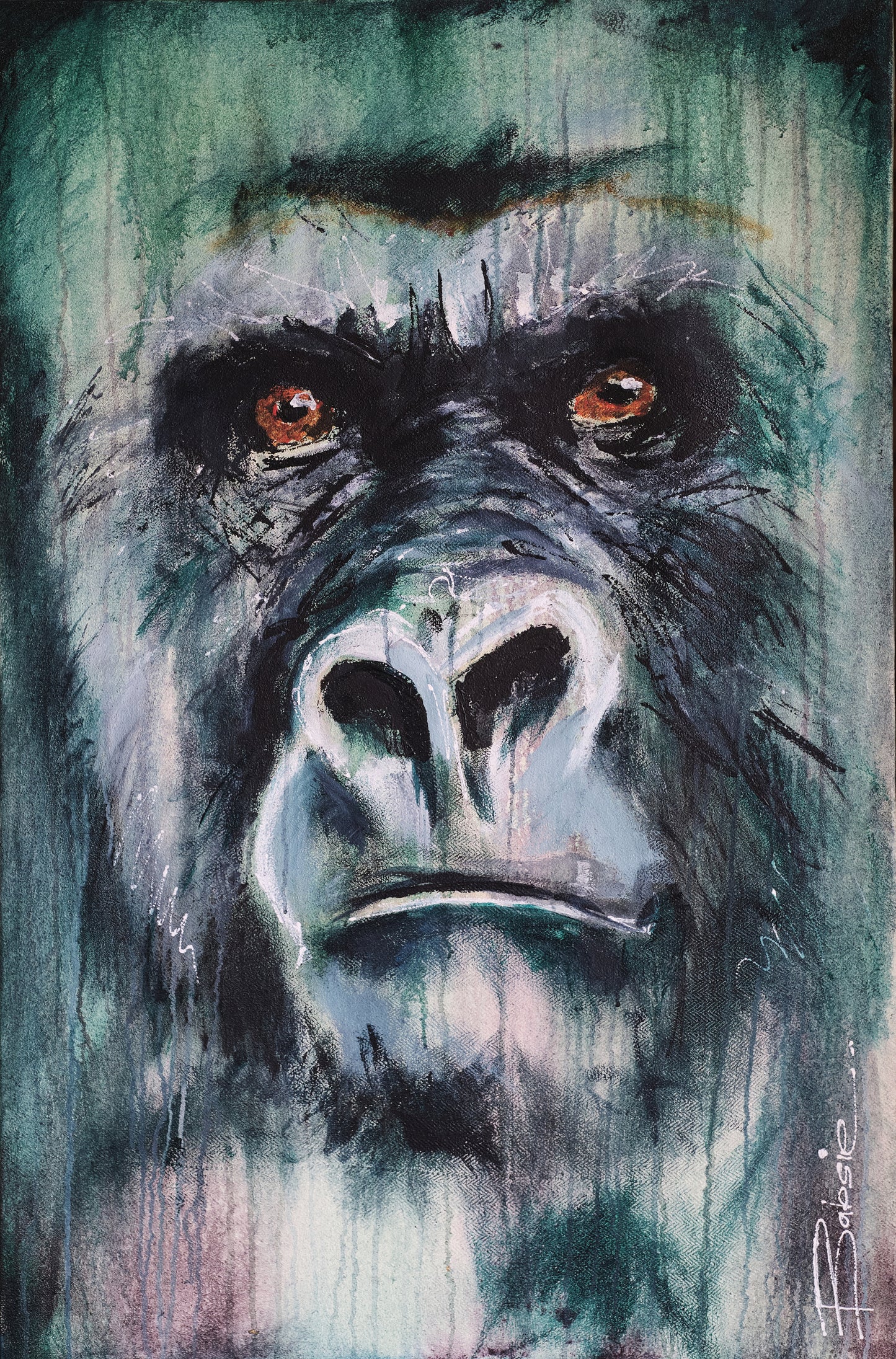 Silverback Gaze 3