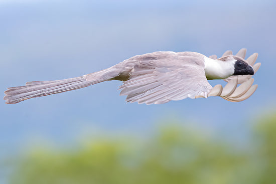 Bare-Faced Go Away Bird In Glide Mode