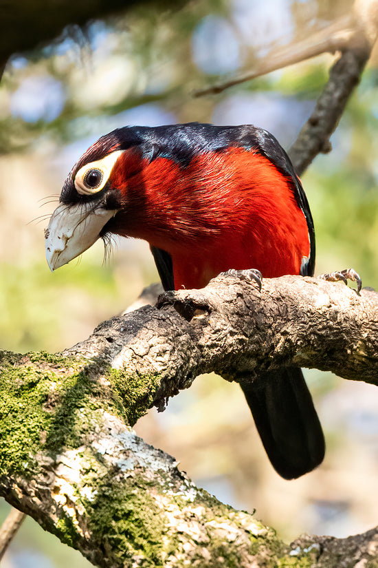 Double-Toothed Barbet Portrait