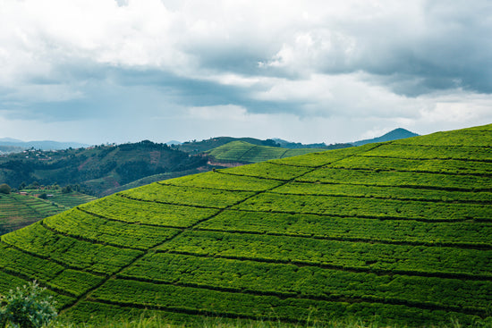 Tea Plantation Hills 1