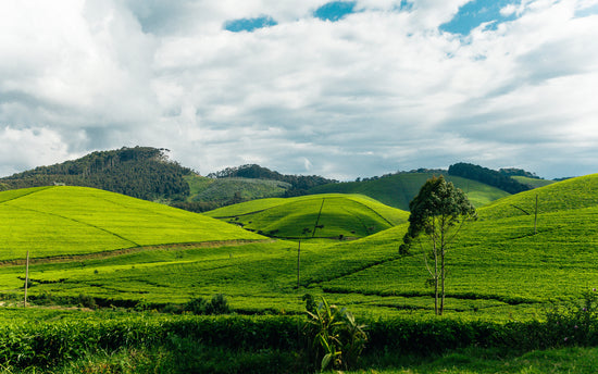 Tea Plantation Hills 2