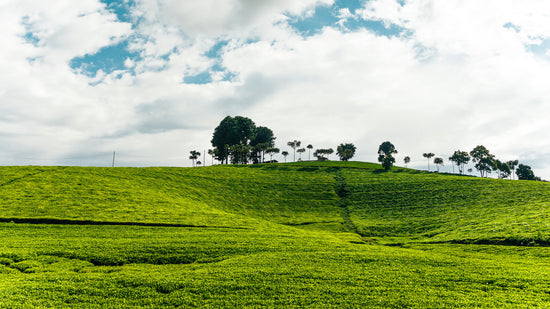 Tea Plantation Hills 3