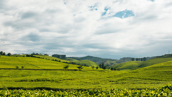 Tea Plantation Hills 4