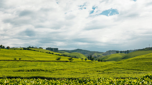 Tea Plantation Hills 4