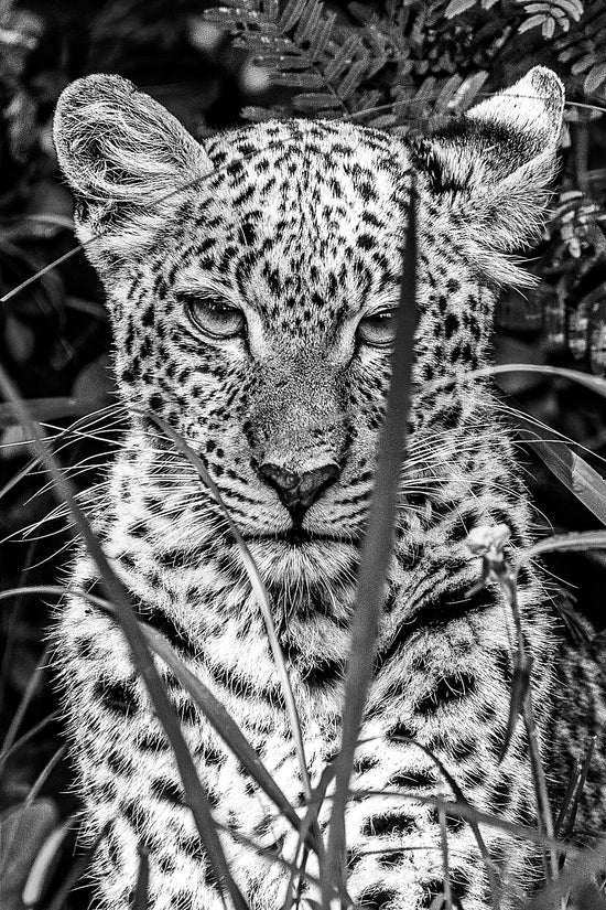 A Watchful Leopard Cub 0