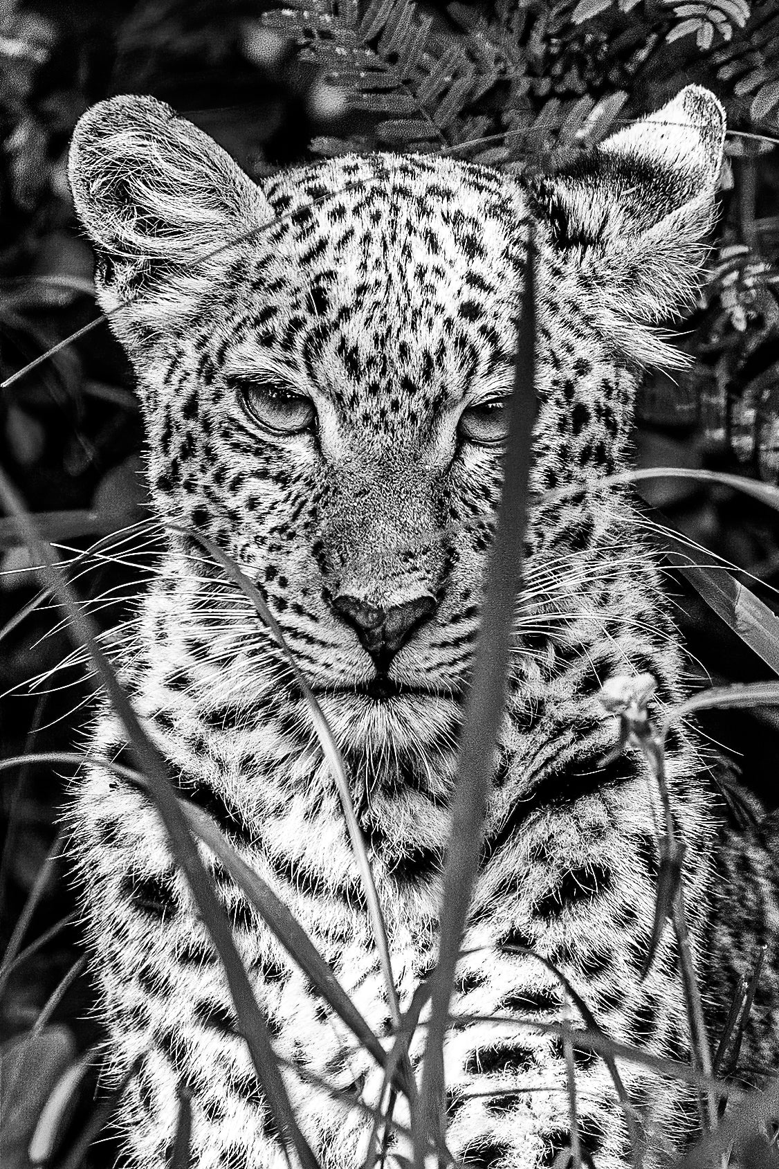 "Africa's Big Five" Photography Collection - Exclusive Offer!