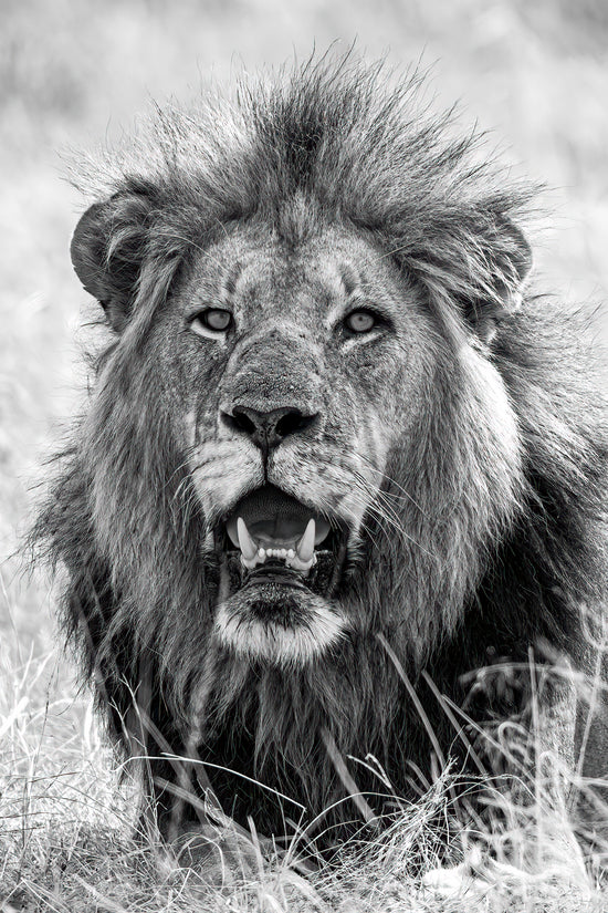 Lion King- Black & White Set
