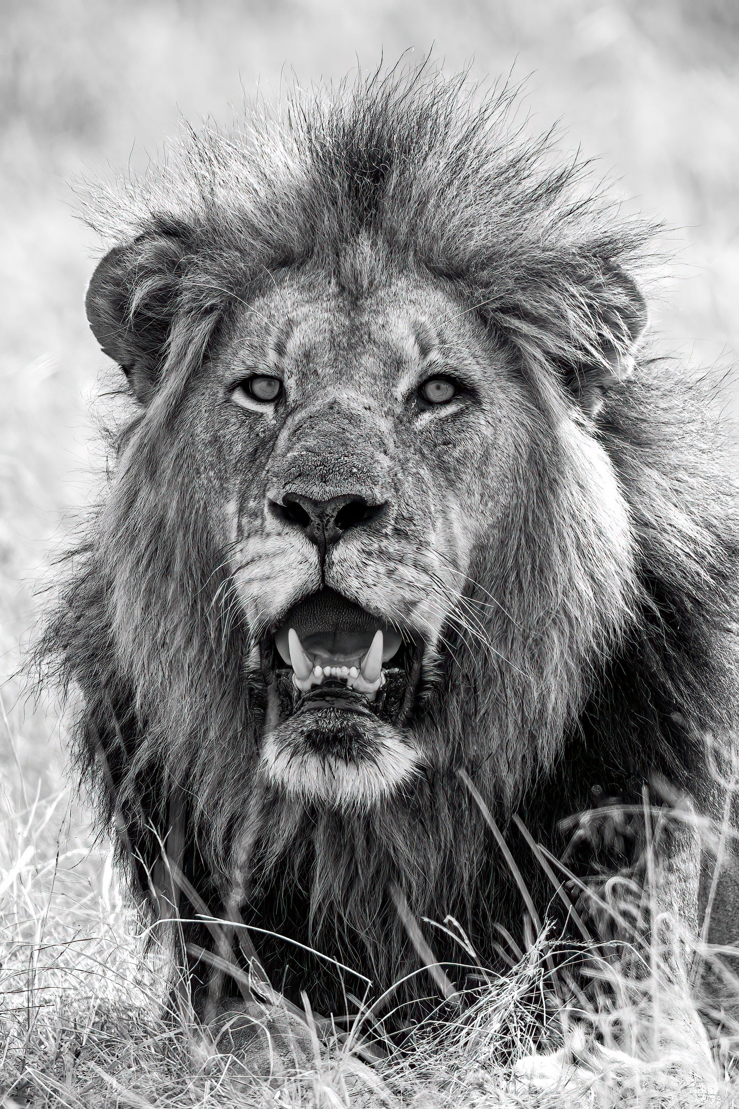 "Africa's Big Five" Photography Collection - Exclusive Offer!