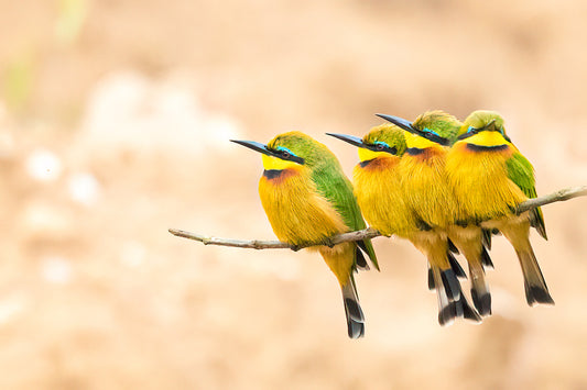 Little Bee-Eater Huddle 1