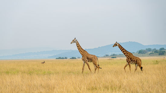 Giraffes In Motion