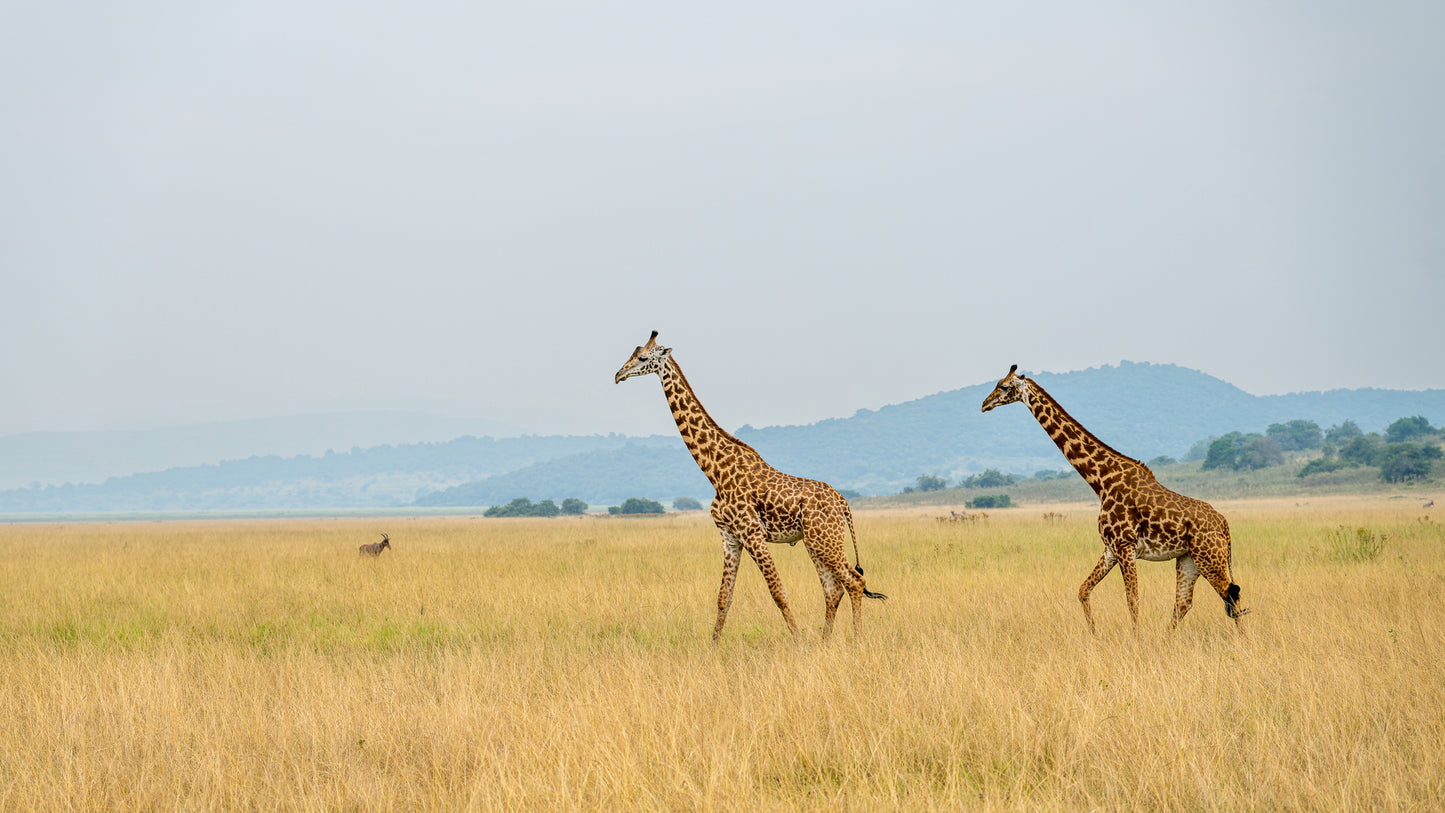 Giraffes In Motion