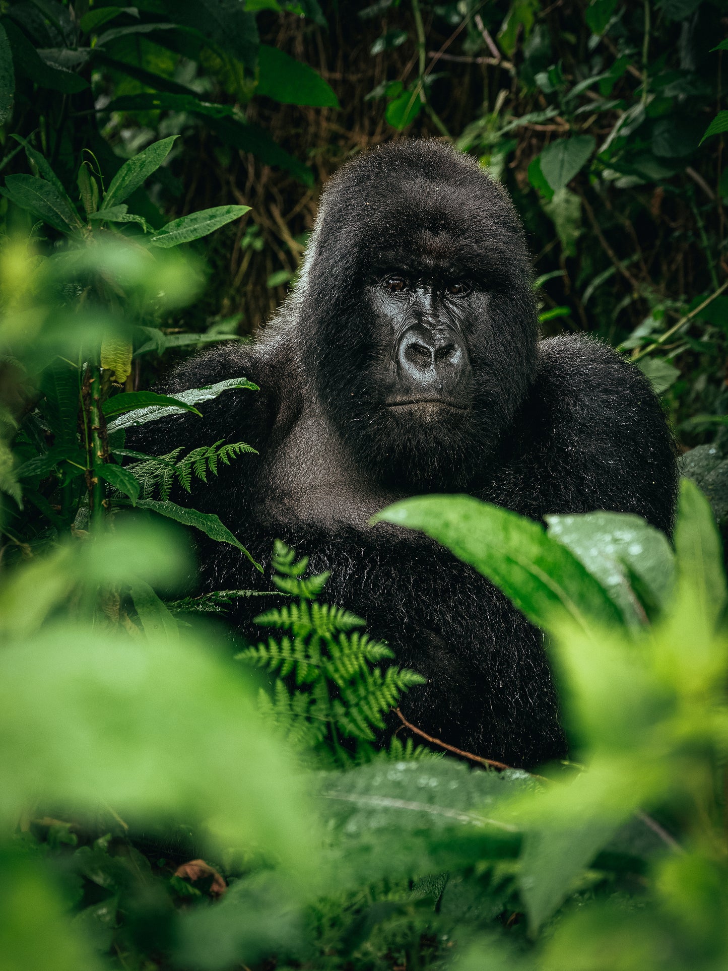 Gorilla In The Mist