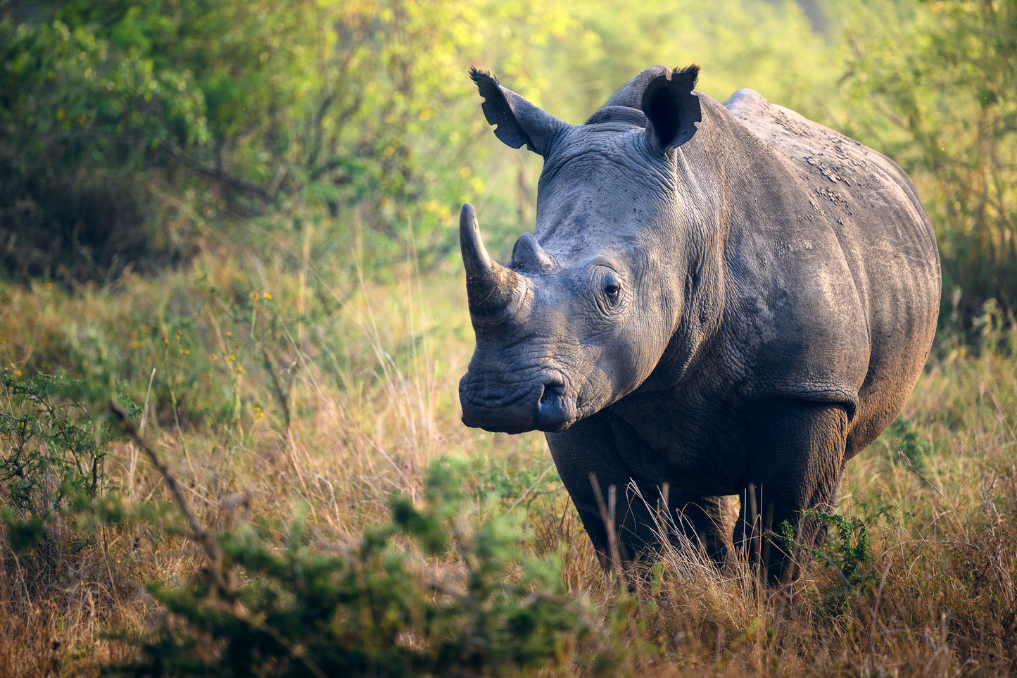 Rhino in Akagera