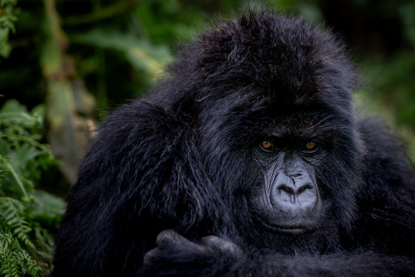 The Stare of a Gorilla