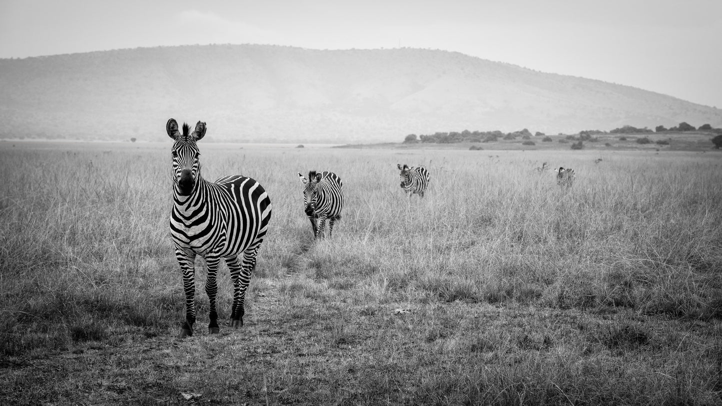 Zebra Crossing