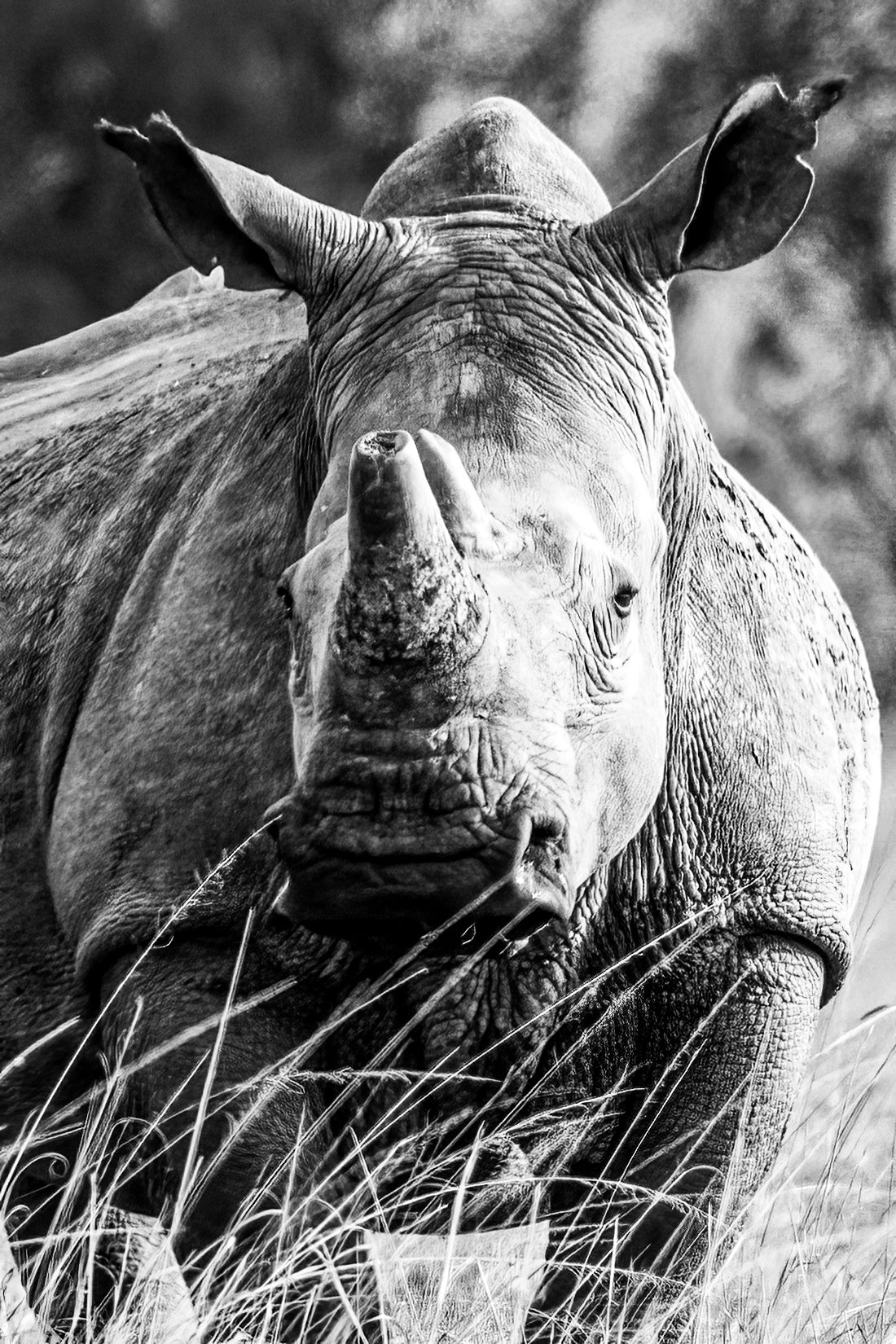 Southern White Rhino