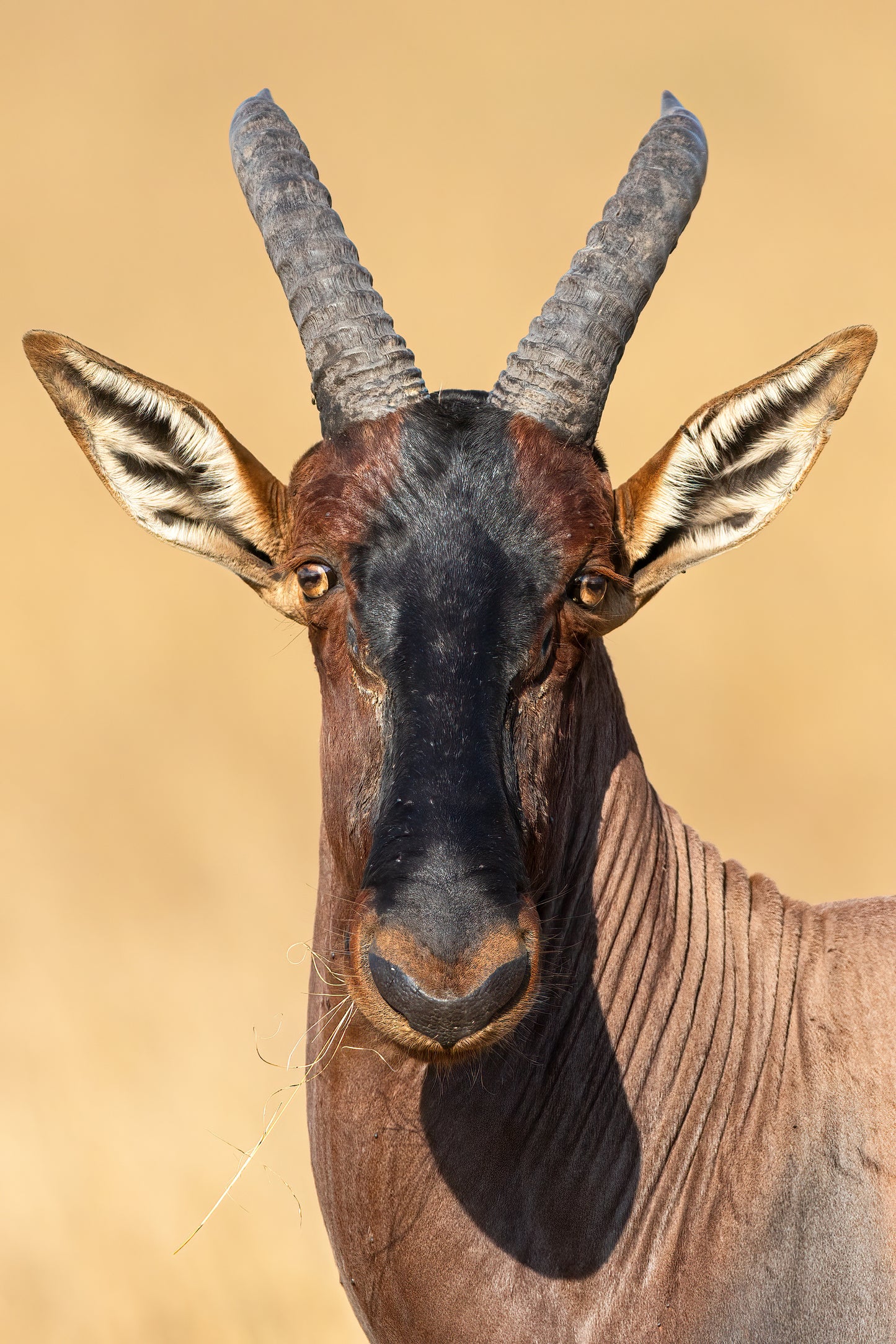 Being watched by a Topi…