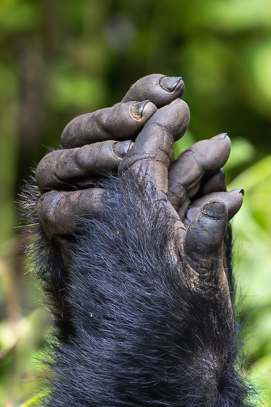 Hands of a Mountain Gorilla