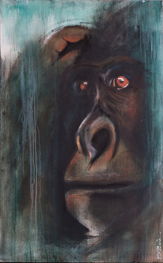 Silverback Gaze 5