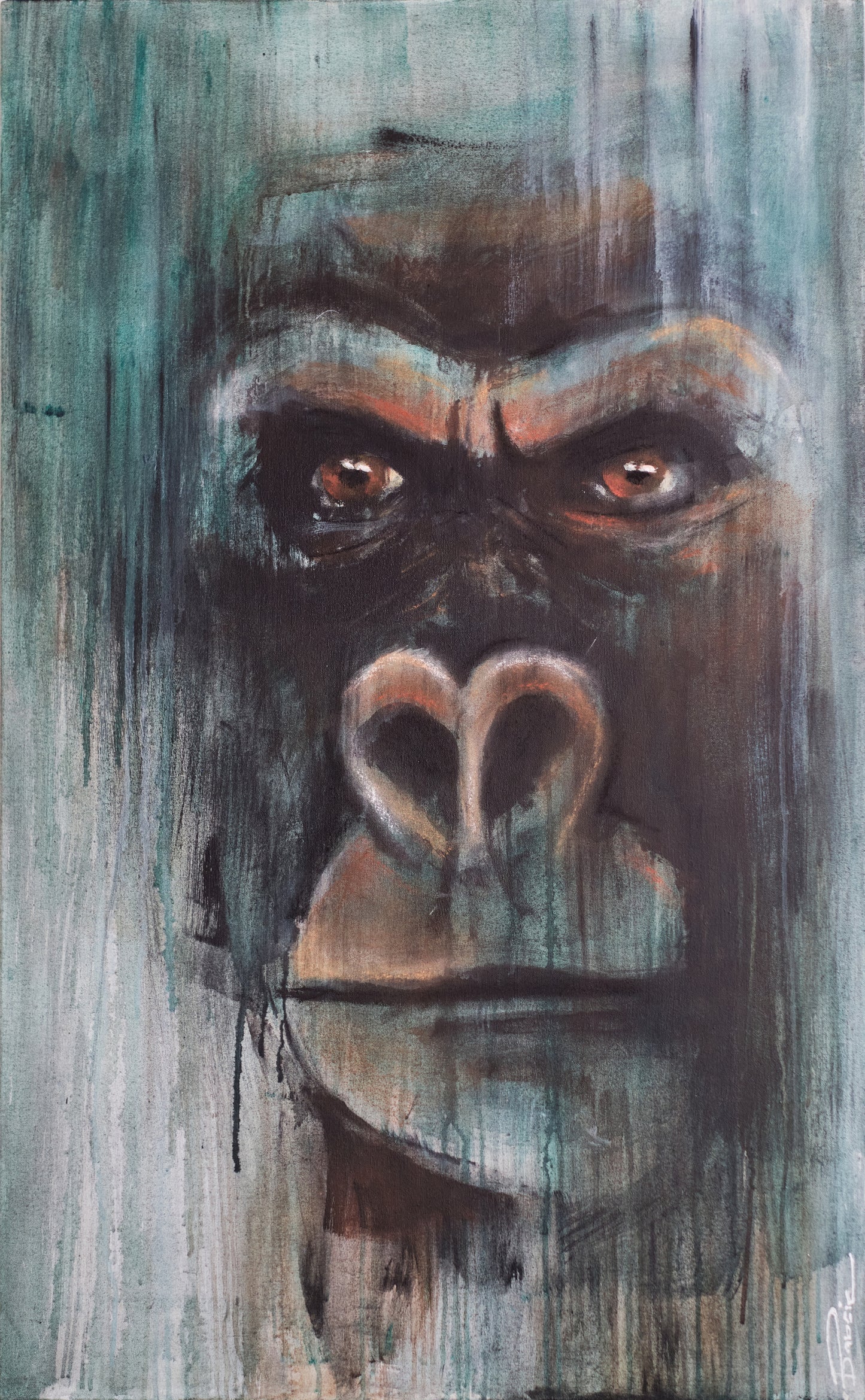 Silverback Gaze 6