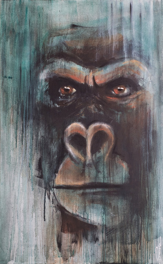 Silverback Gaze 6