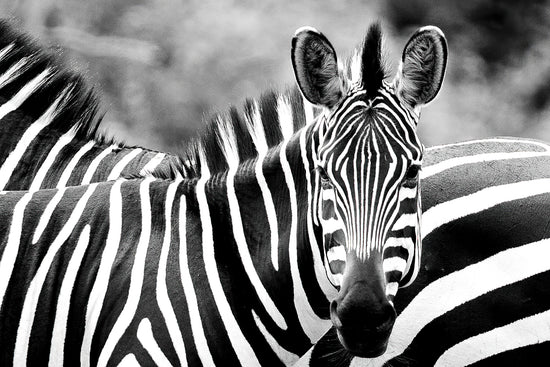 Stripes of Black and White