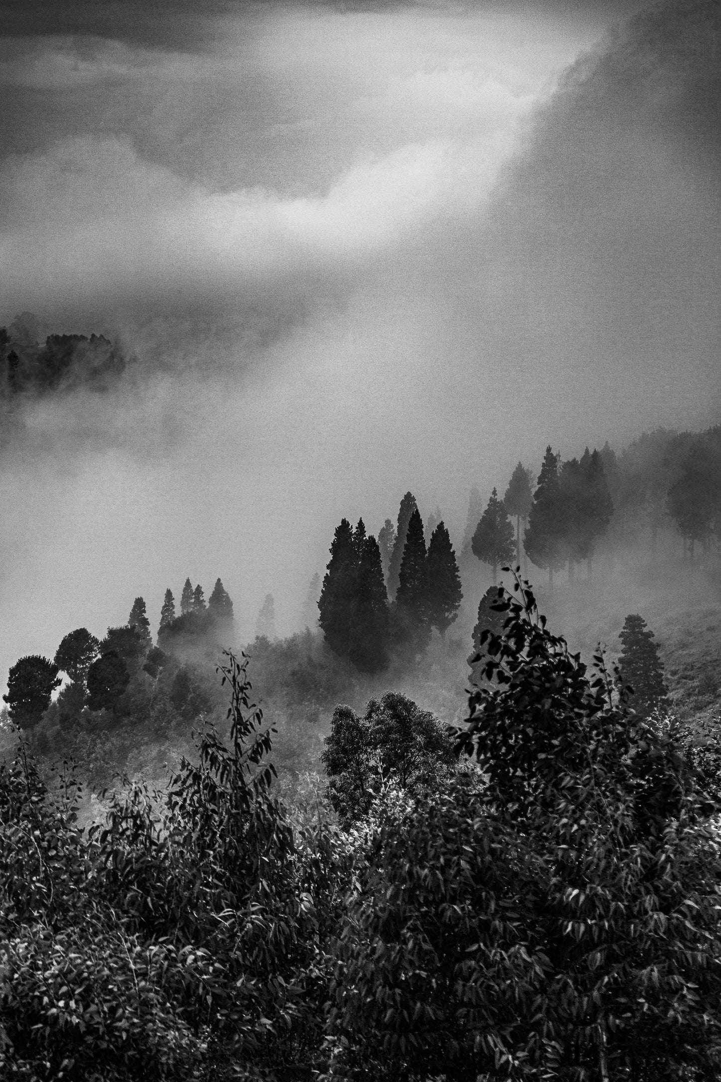 Trees and Fog