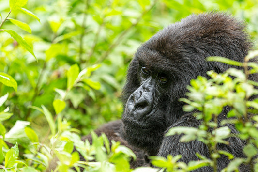 The Gaze of a Mountain Gorilla