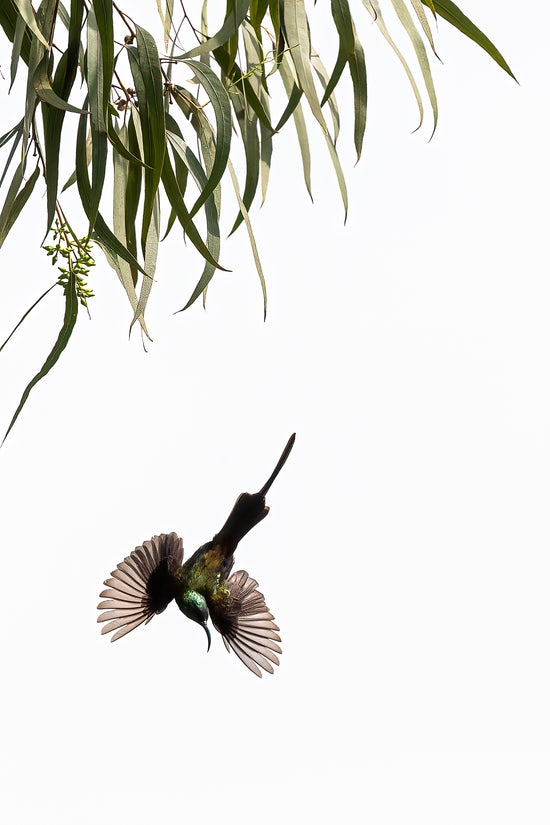 The Flight of a Bronze Sunbird