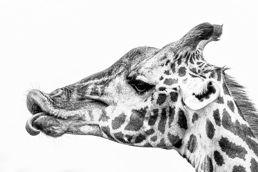 Portrait of a Giraffe