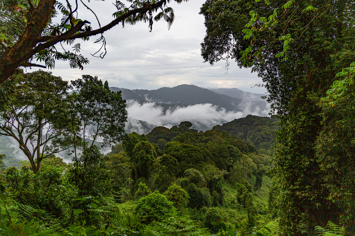 Mystical Nyungwe