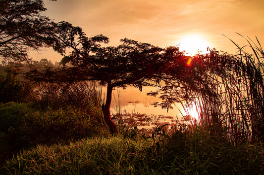 Acacia Sunrise