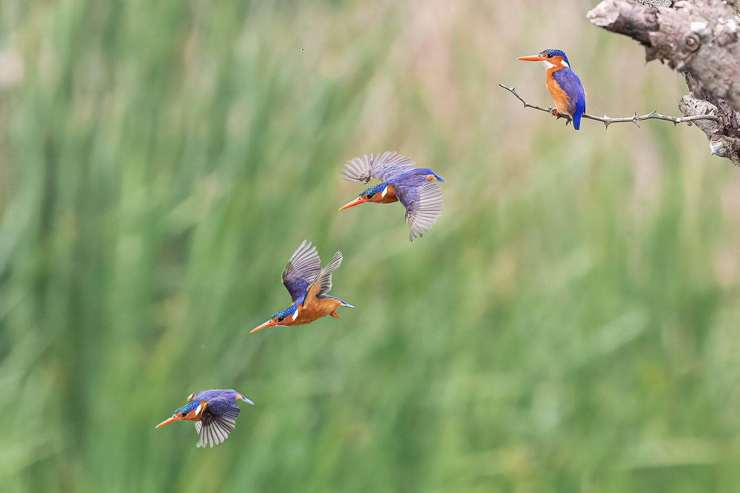 A Diving Malachite Kingfisher