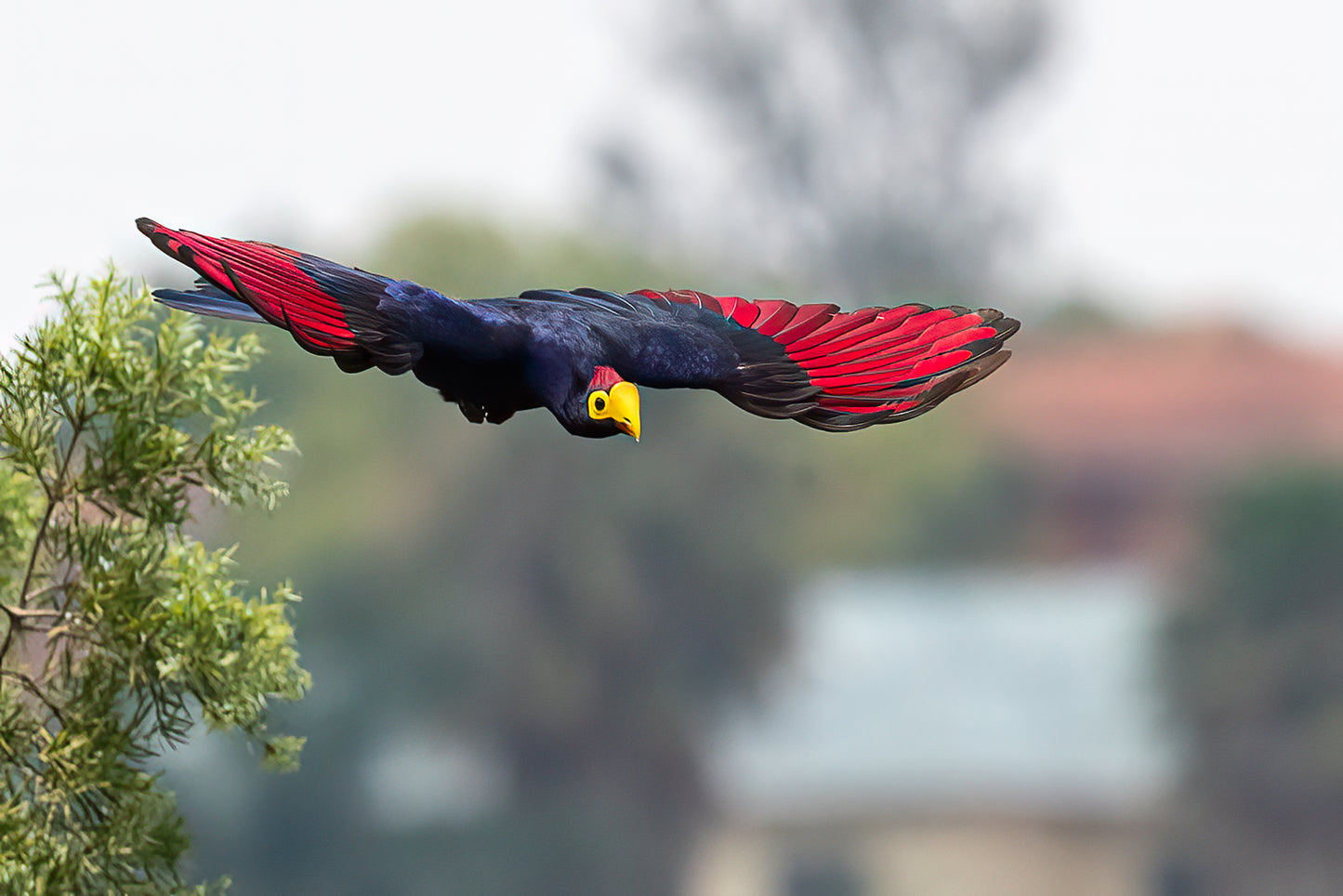 The Primary Color Bird