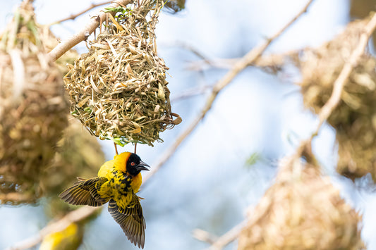 A Displaying Village Weaver