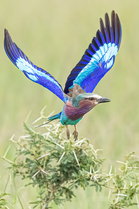 The Lilac-breasted Roller