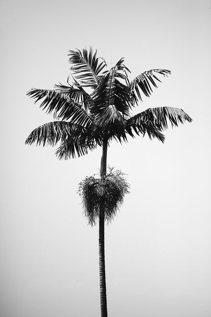 Coconut Tree