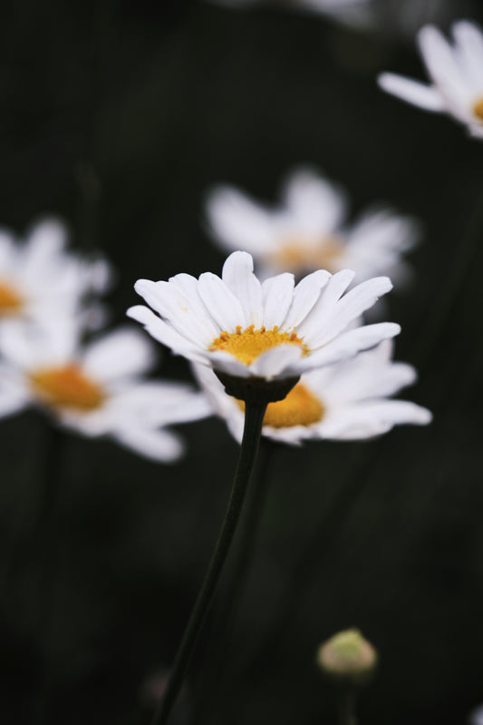 Daisy 01