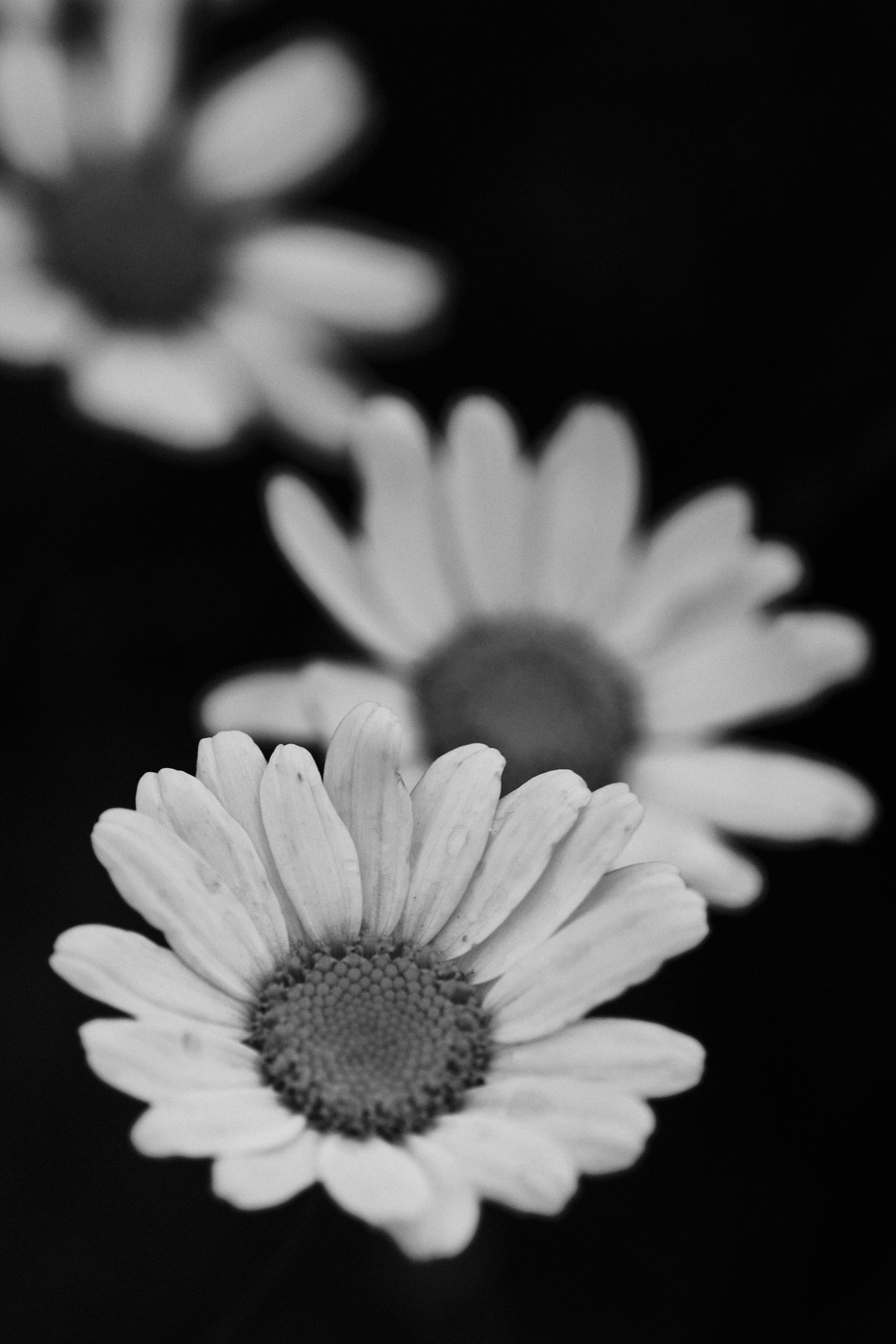 Daisy 02