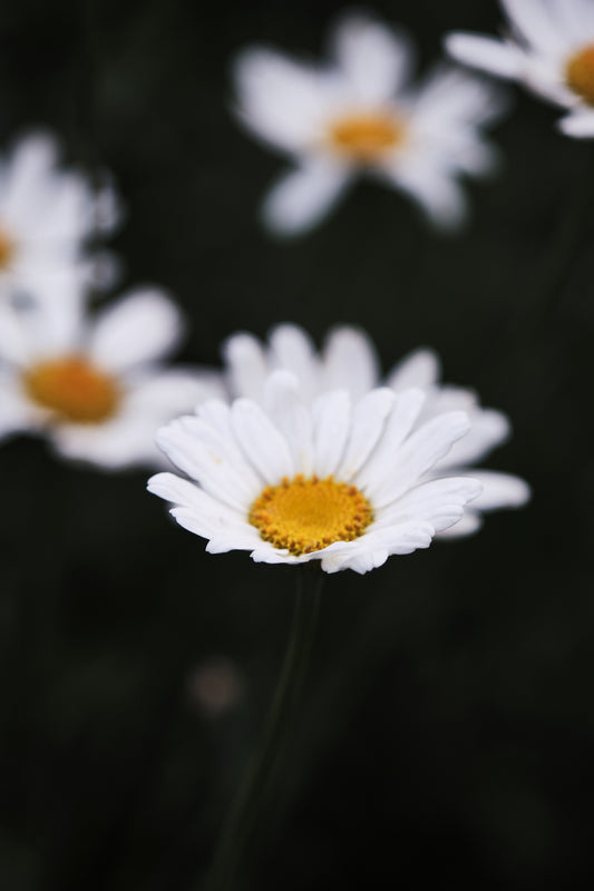 Daisy 03