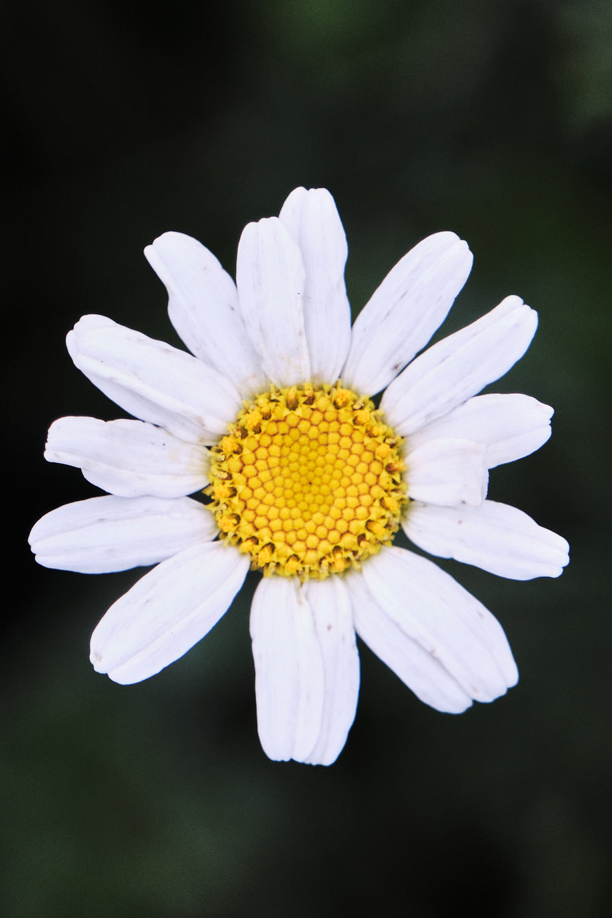 Daisy 04