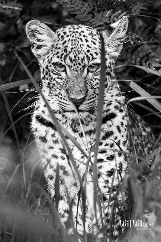 The Watchful Leopard Cub