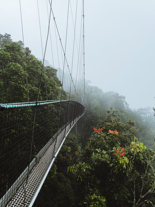 Canopy Walk